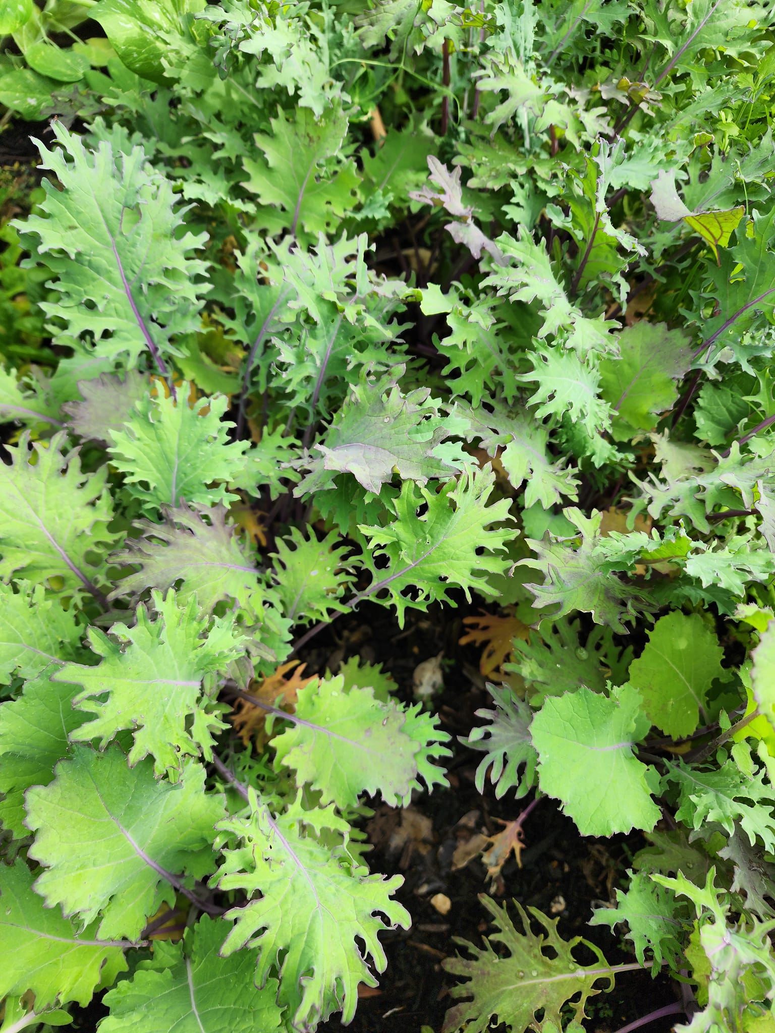 Russian Red “Ragged Jack” Kale BULK