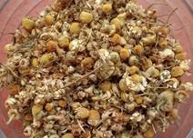 Chamomile Herb Kit