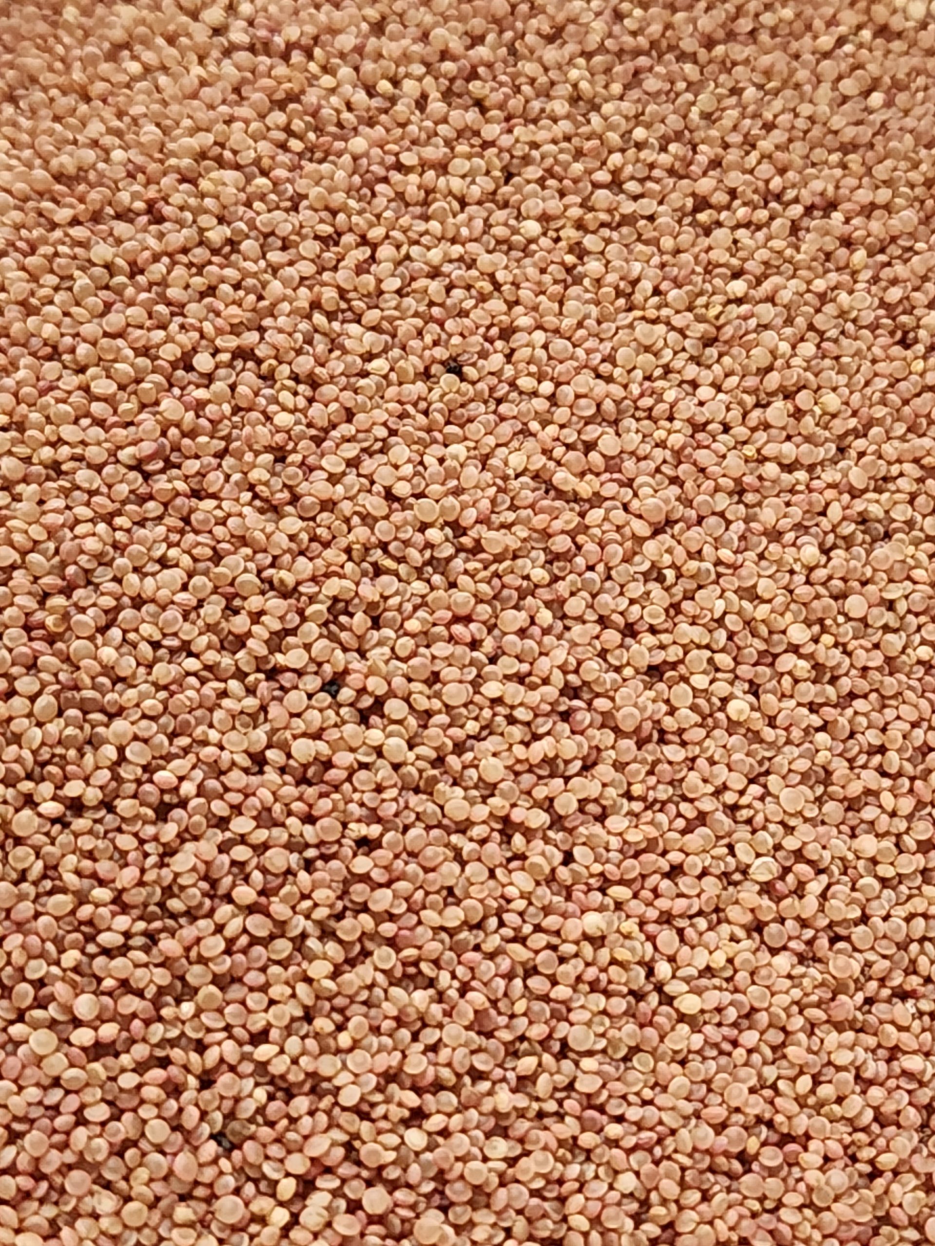 Love Lies Bleeding Amaranth Microgreen Seeds