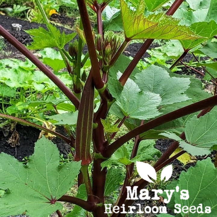 Burgundy Okra BULK
