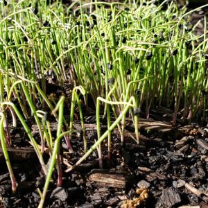 Red Burgundy Onion – Microgreens Seeds