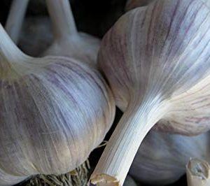 Spanish Roja Seed Garlic