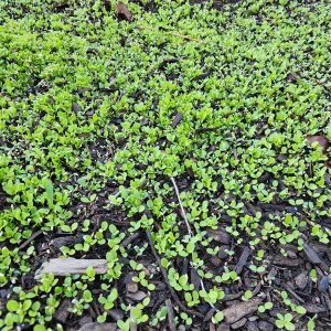 Summer Bibb Lettuce BULK Microgreen Seeds