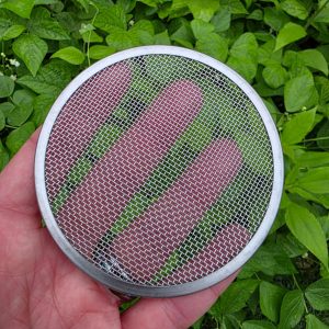 Sprouting Screen