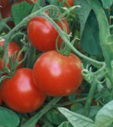 Glacier Tomato
