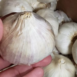 Purple Italian Seed Garlic