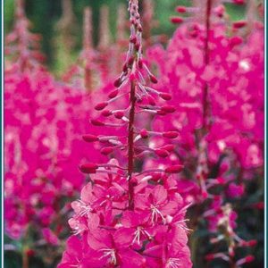 FIREWEED