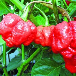 Trinidad Scorpion Pepper